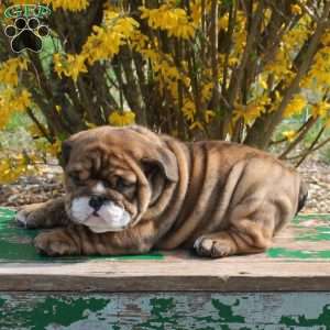 Charlie Brown, English Bulldog Puppy